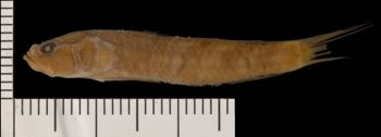 Media type: image; Ichthyology 3957